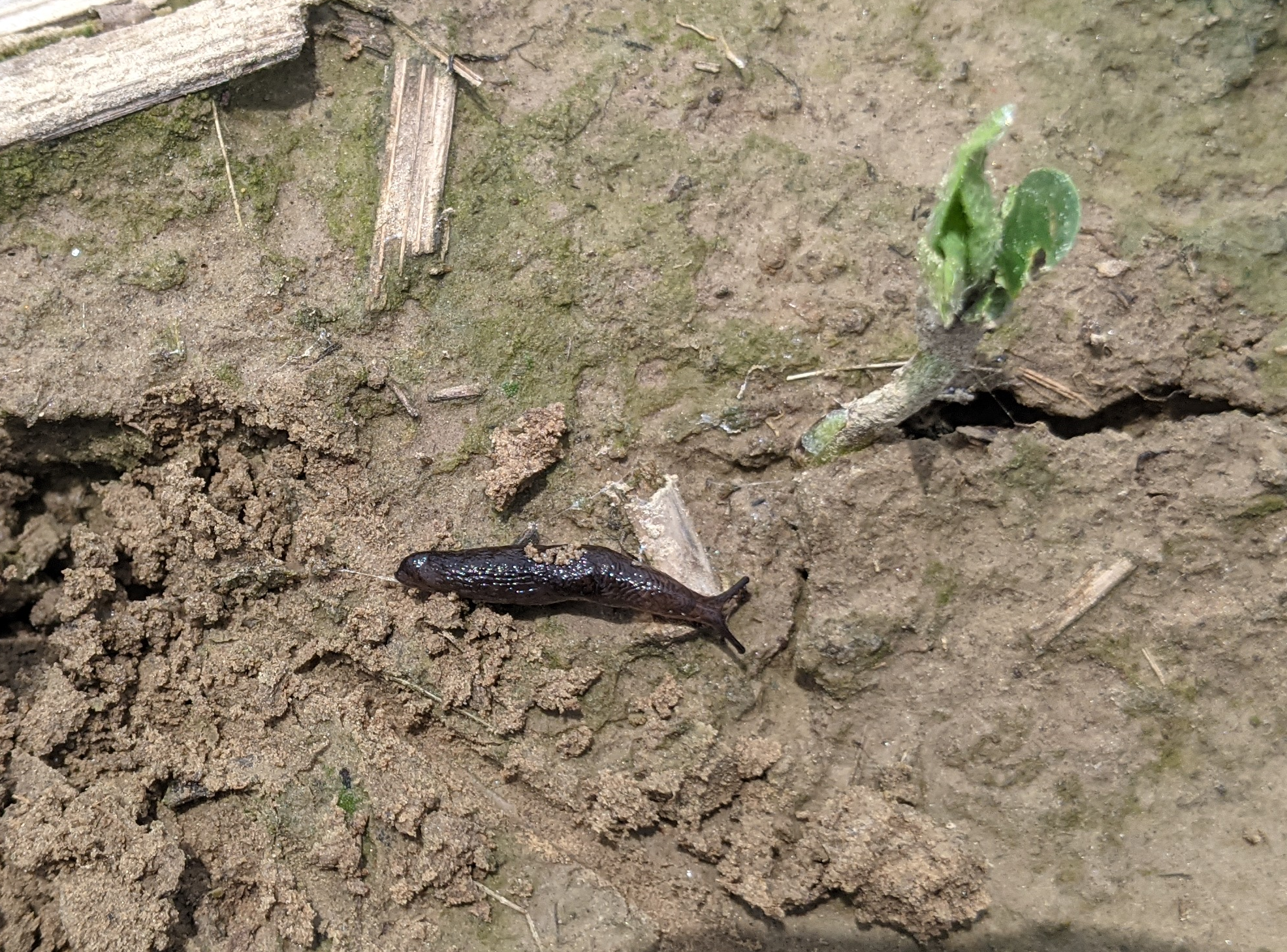 ​Slow Soybean Planting Season Continues in Louisiana
